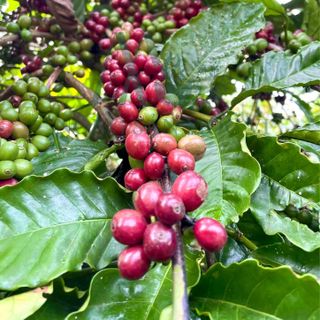 Cà phê ROBUSTA Đăk Lăk gu cân bằng pha phin 1kg giá sỉ - giá bán buôn