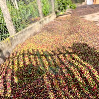 Cà phê ROBUSTA Đăk Lăk gu cân bằng pha phin 1kg giá sỉ - giá bán buôn