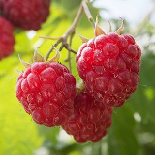 quả phúc bồn tử Đà Lạt