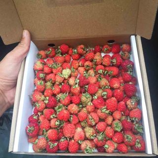 quả phúc bồn tử Đà Lạt