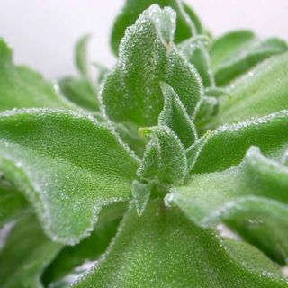 RAU KIM CƯƠNG ĐÀ LẠT - RAU CAO CẤP, GIÒN NGON, GIÁ TỐT TẠI TP.HCM