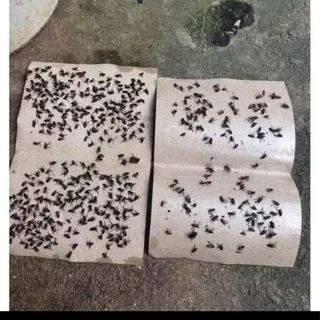 Thùng 1000 Keo dính ruồi Đại Việt