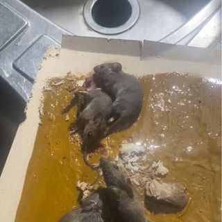 THÙNG 50 Keo Dính Chuột Văn Thiều