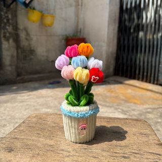 Chậu hoa tulip kẽm nhung các loại đủ màu sắc