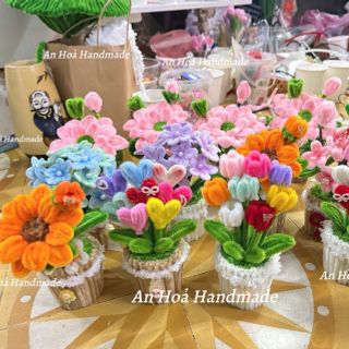 Chậu hoa tulip kẽm nhung các loại đủ màu sắc