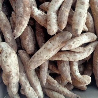 Set 3kg Khoai lang sữa thái ruột vàng dẻo ngọt