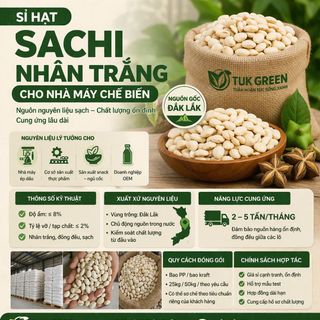 SỈ HẠT SACHI NHÂN TRẮNG (ĐỘ ẨM ≤8%, TẠP CHẤT 2%) – NGUỒN ĐẮK LẮK, CUNG ỨNG 2–5 TẤN/THÁNG