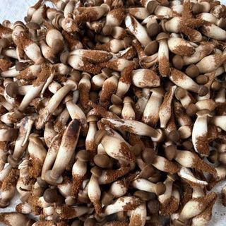 Nấm mối đen tươi