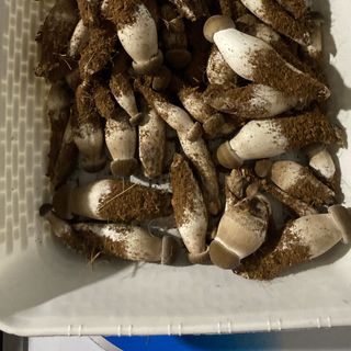 Nấm mối đen tươi