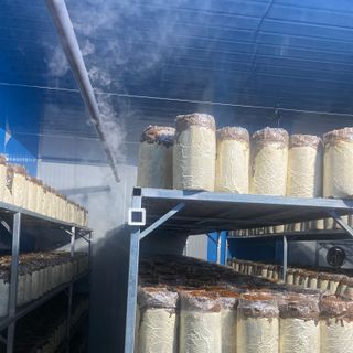 Nấm mối đen tươi