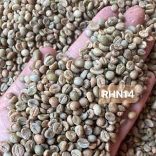 Cà phê nhân xanh Robusta honey s14