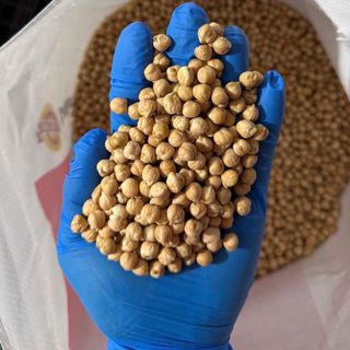 ĐẬU GÀ TRẮNG (CHICKENPEAS) – NGUỒN ĐẠM THỰC VẬT LÀNH MẠNH