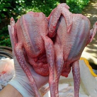 Sỉ chim bồ câu thịt - Trứng Chim Kim An