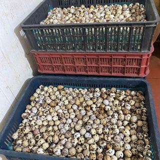 Trứng cút bóc sẵn (túi 100 quả) - Trứng Chim Kim An