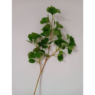 Cành lá bạch quả rẽ quạt 75cm nhiều lá dùng trong trang trí nhà cửa kèm điểm là cây chưng bình decor tiểu cảnh