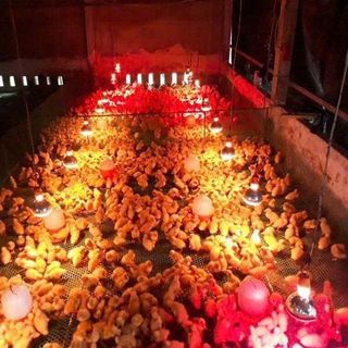 BÓNG ĐÈN HỒNG NGOẠI SƯỞI GÀ 100W ĐUI E27