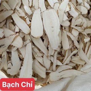 Bột bạch chỉ cần kiếm sỉ