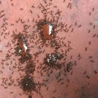 THUỐC DIỆT KIẾN, DIỆT GIÁN THẦN THÁNH