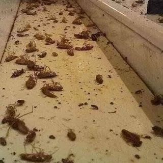 THUỐC DIỆT KIẾN, DIỆT GIÁN THẦN THÁNH