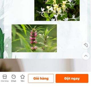 Kem trị ngứa Yosum, kem dưỡng da, kem ngải cứu, kem dưỡng ẩm cho da khô, nhà sản xuất gốc