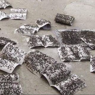 VỈ KEO DÍNH RUỒI SIÊU HIỆU QUẢ, SIÊU NHANH