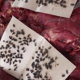 VỈ KEO DÍNH RUỒI SIÊU HIỆU QUẢ, SIÊU NHANH