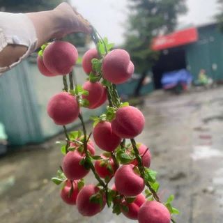 DÂY NÔNG SẢN TRANG TRÍ - CỦ QUẢ GIẢ - TRANG TRÍ QUÁN CÀ PHÊ, BẾP, QUÁN ĂN, LỄ HỘI, NHÀ HÀNG, KHÁCH SẠN