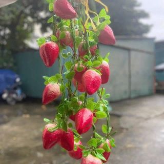 DÂY NÔNG SẢN TRANG TRÍ - CỦ QUẢ GIẢ - TRANG TRÍ QUÁN CÀ PHÊ, BẾP, QUÁN ĂN, LỄ HỘI, NHÀ HÀNG, KHÁCH SẠN