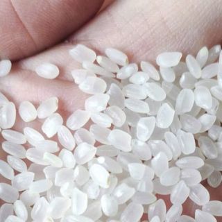 GAO japonica (giống gạo Nhật trồng tại văn)