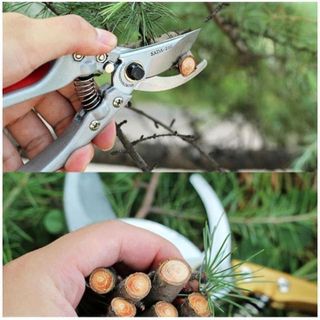 KÉO CẮT CÀNH CÂY SADA 210 NHẬT BẢN 20CM