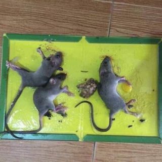 MIẾNG DÁN DÍNH CHUỘT - MIẾNG DÁN BẪY CHUỘT