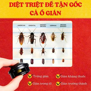 HỘP 6 VIÊN THUỐC DIỆT GIÁN SINH HỌC KHÔNG MÙI