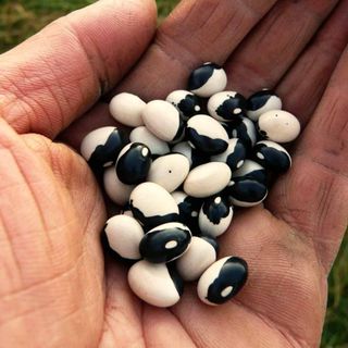 Đậu mắt ngọc tươi Đà Lạt nguyên liệu healthy dễ chế biến