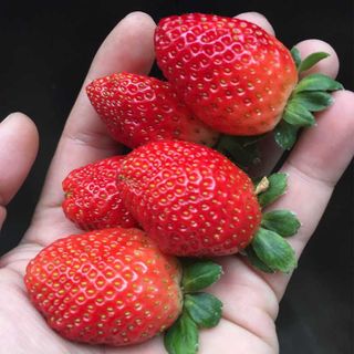 Dâu tây Đà Lạt tươi giao tại TP.HCM