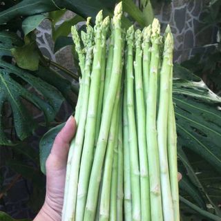 Măng tây xanh Đà Lạt loại 1 nguồn gốc rõ ràng