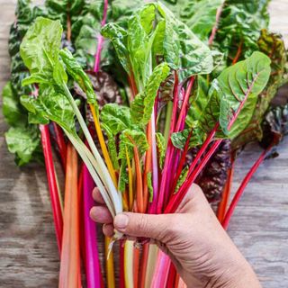 Cải cầu vồng Đà Lạt tươi sạch cho salad và eat clean