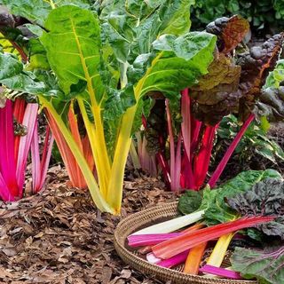 Cải cầu vồng Đà Lạt tươi sạch cho salad và eat clean