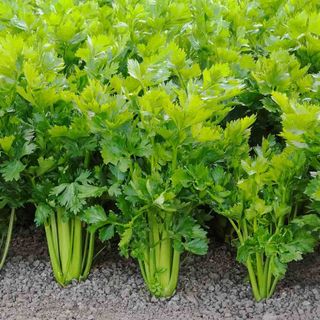 Cần tây Đà Lạt tươi sạch giao nhanh TP HCM