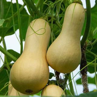 Bán sỉ bí hạt đậu Đà Lạt cho quán ăn và cửa hàng thực phẩm