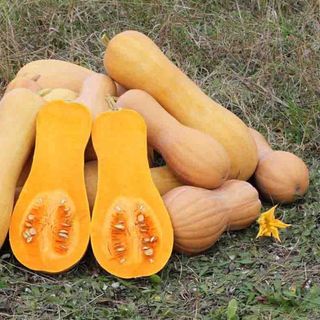 Bán sỉ bí hạt đậu Đà Lạt cho quán ăn và cửa hàng thực phẩm