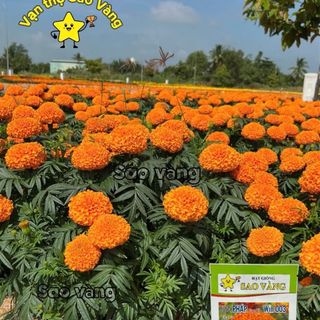 Hạt Giống Hoa Vạn Họ Rồng Vàng - King - Sao Vàng