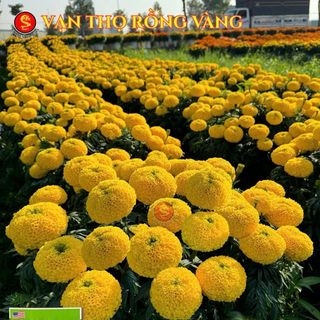 Hạt Giống Hoa Vạn Họ Rồng Vàng