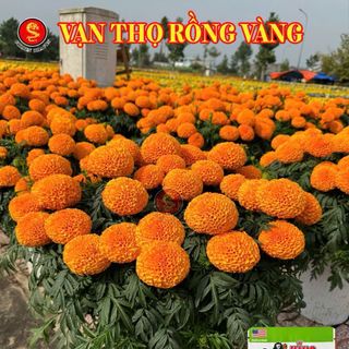 Hạt Giống Hoa Vạn Họ Rồng Vàng - King - Sao Vàng