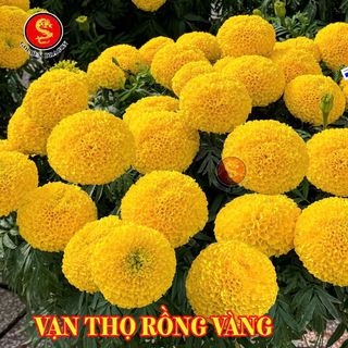 Hạt Giống Hoa Vạn Họ Rồng Vàng - King - Sao Vàng