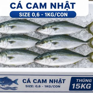 Cá Cam Nhật Đông Lạnh Size 0.6–1kg/Con – Thùng 15kg