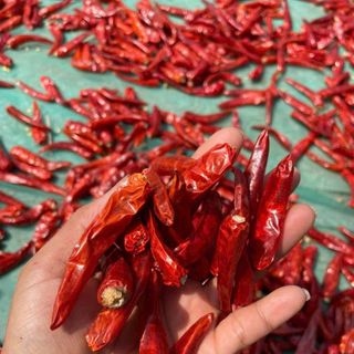 1kg ớt khô nguyên trái loại vip đầu mùa vụ mới trái to dài chắc khoẻ siêu thịt chuẩn xuất khẩu tận nhà nông miền tây