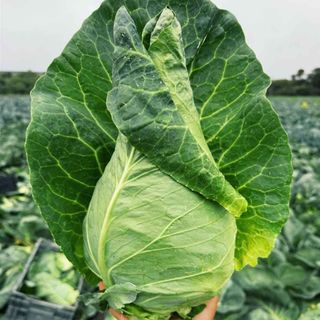 Bắp Cải Trái Tim Đà Lạt Nguồn Hàng Rau Củ Đà Lạt Giá Sỉ