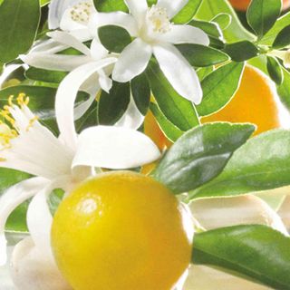 Jo Malone London Orange Blossom Cologne