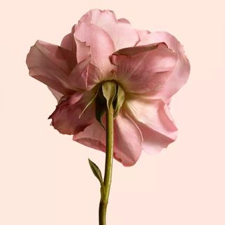 Burberry Tudor Rose