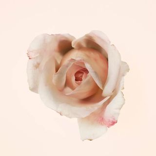 Burberry Garden Roses